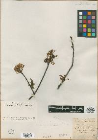 Image of Prunus borealis