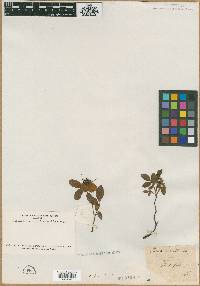 Rosa lyonii image