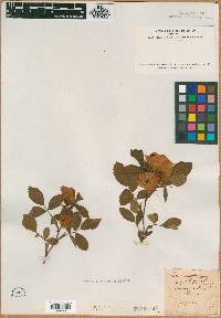 Rosa stylosa image