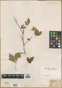 Prunus canadensis image