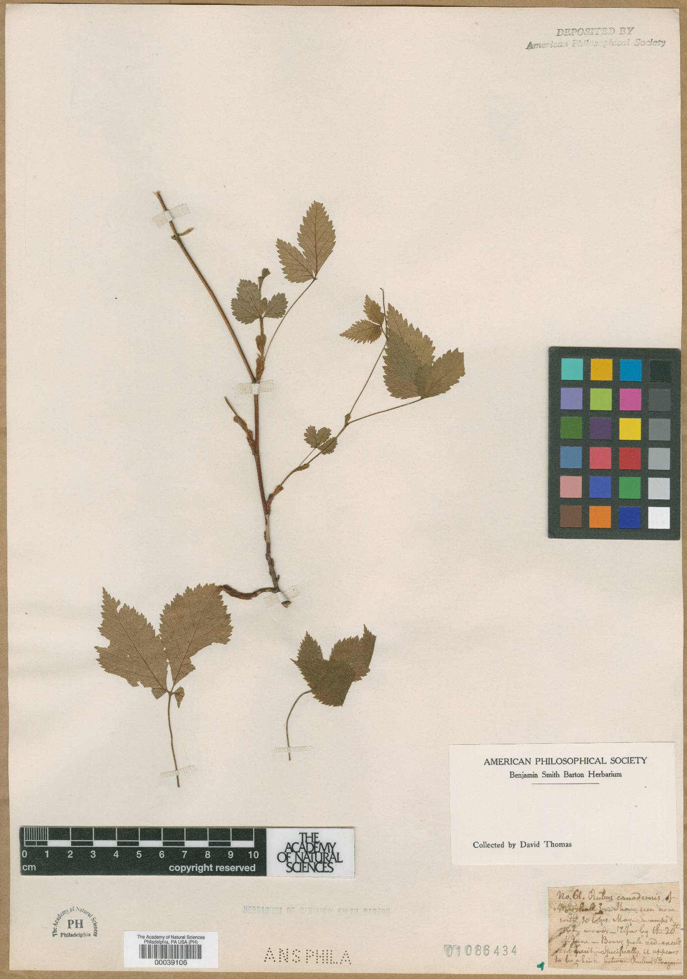 Prunus canadensis image