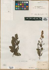 Spiraea salicifolia image