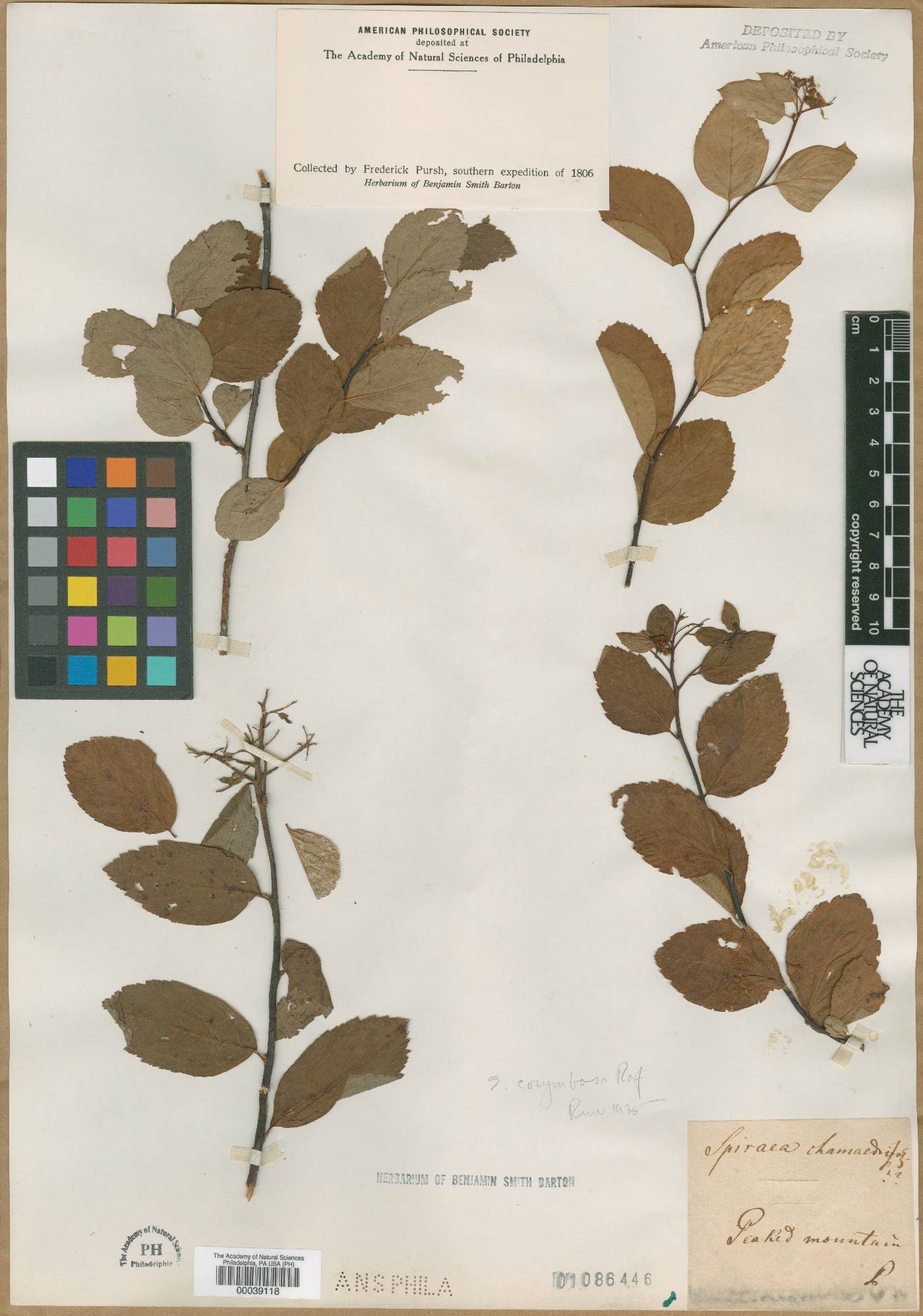 Spiraea chamaedryfolia image