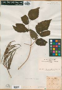 Spiraea ulmaria image