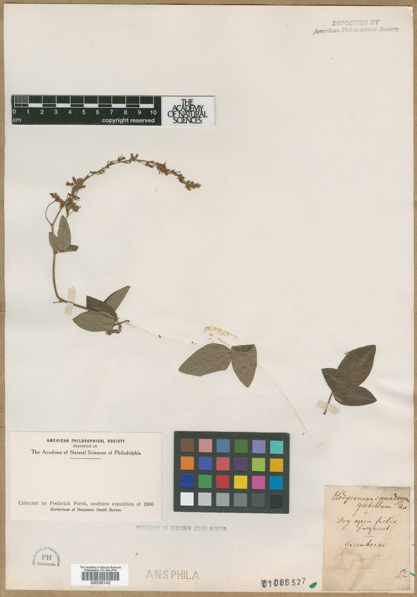 Hedysarum canadense image