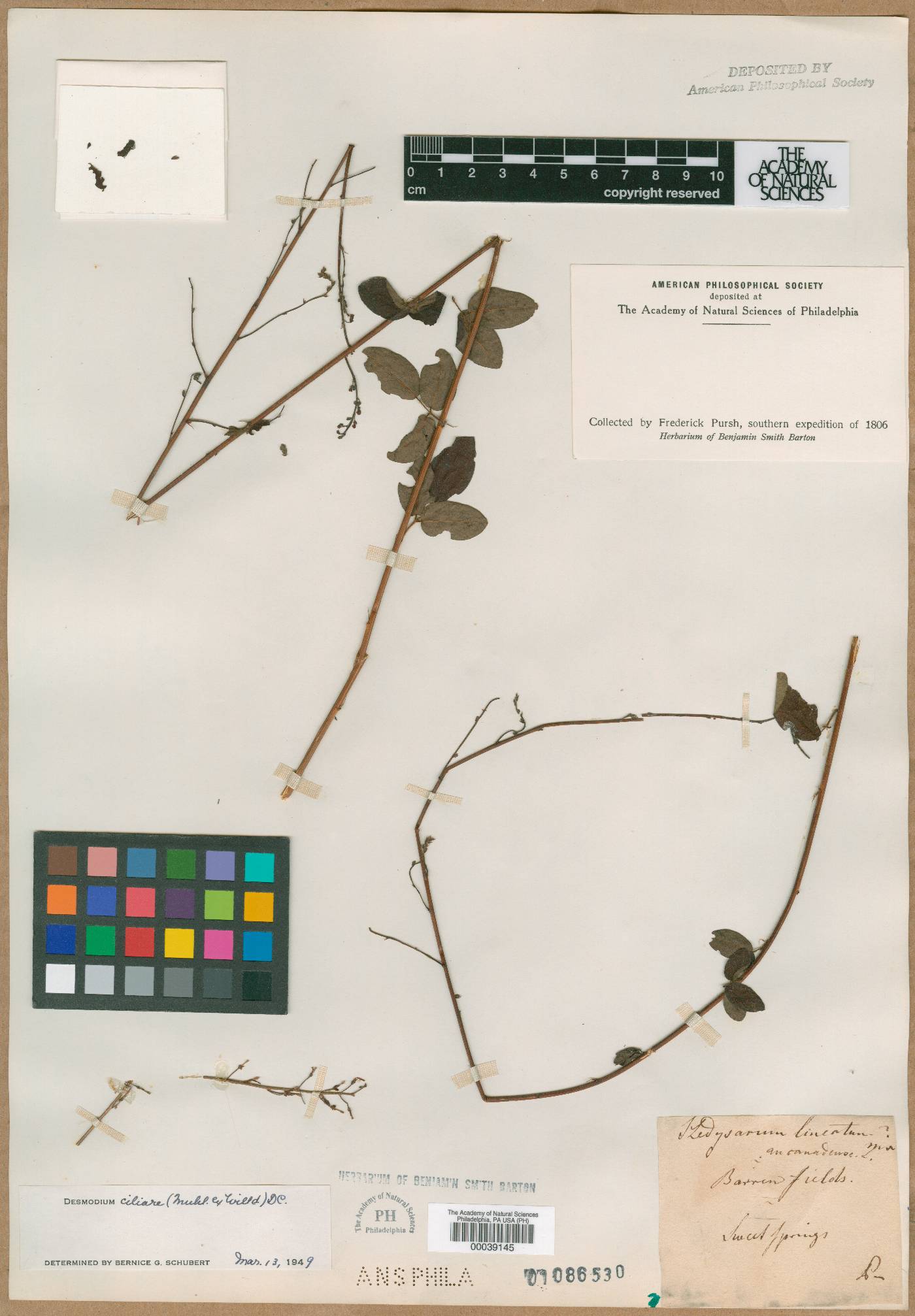 Hedysarum lineatum image