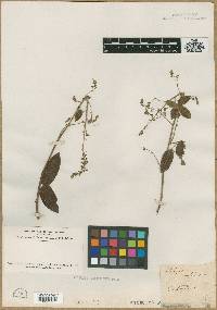 Image of Hedysarum marilandicum