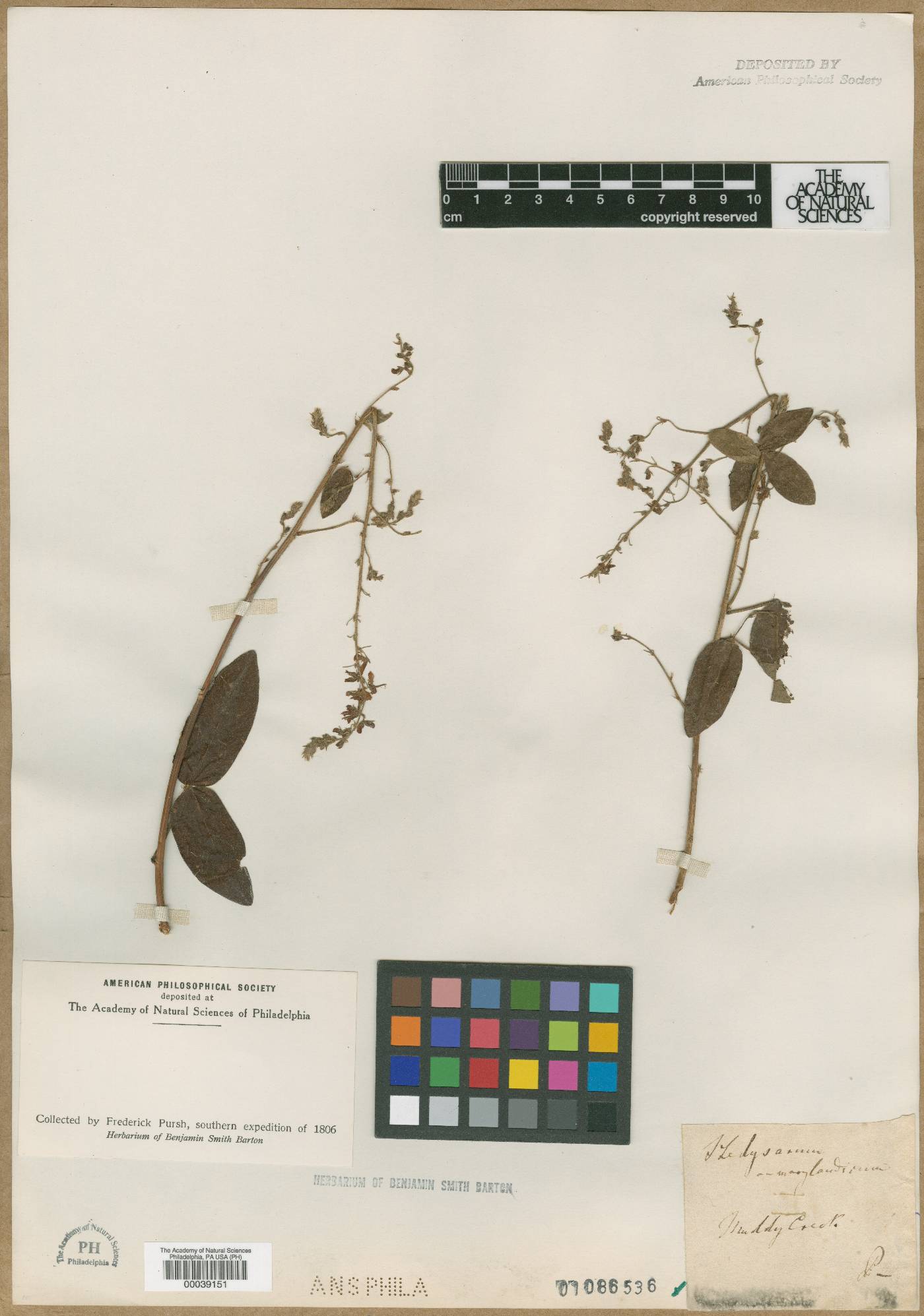Hedysarum marilandicum image