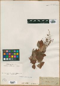 Hedysarum marilandicum image