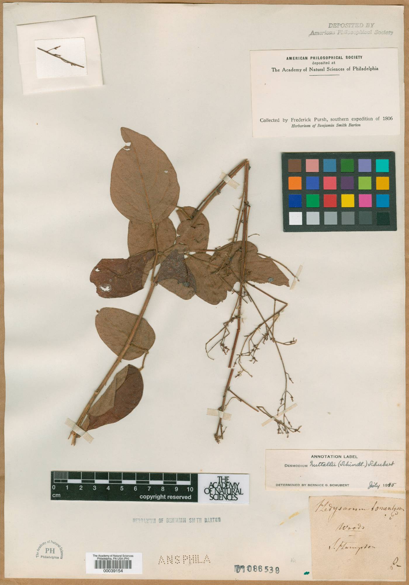 Hedysarum tomentosum image