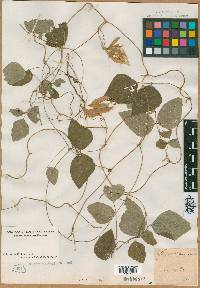 Glycine monoica image