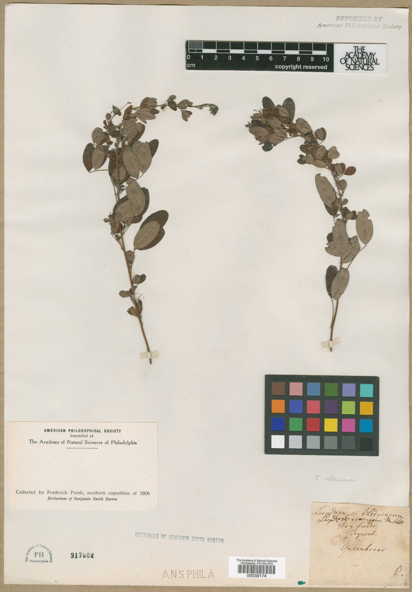 Lespedeza divergens image