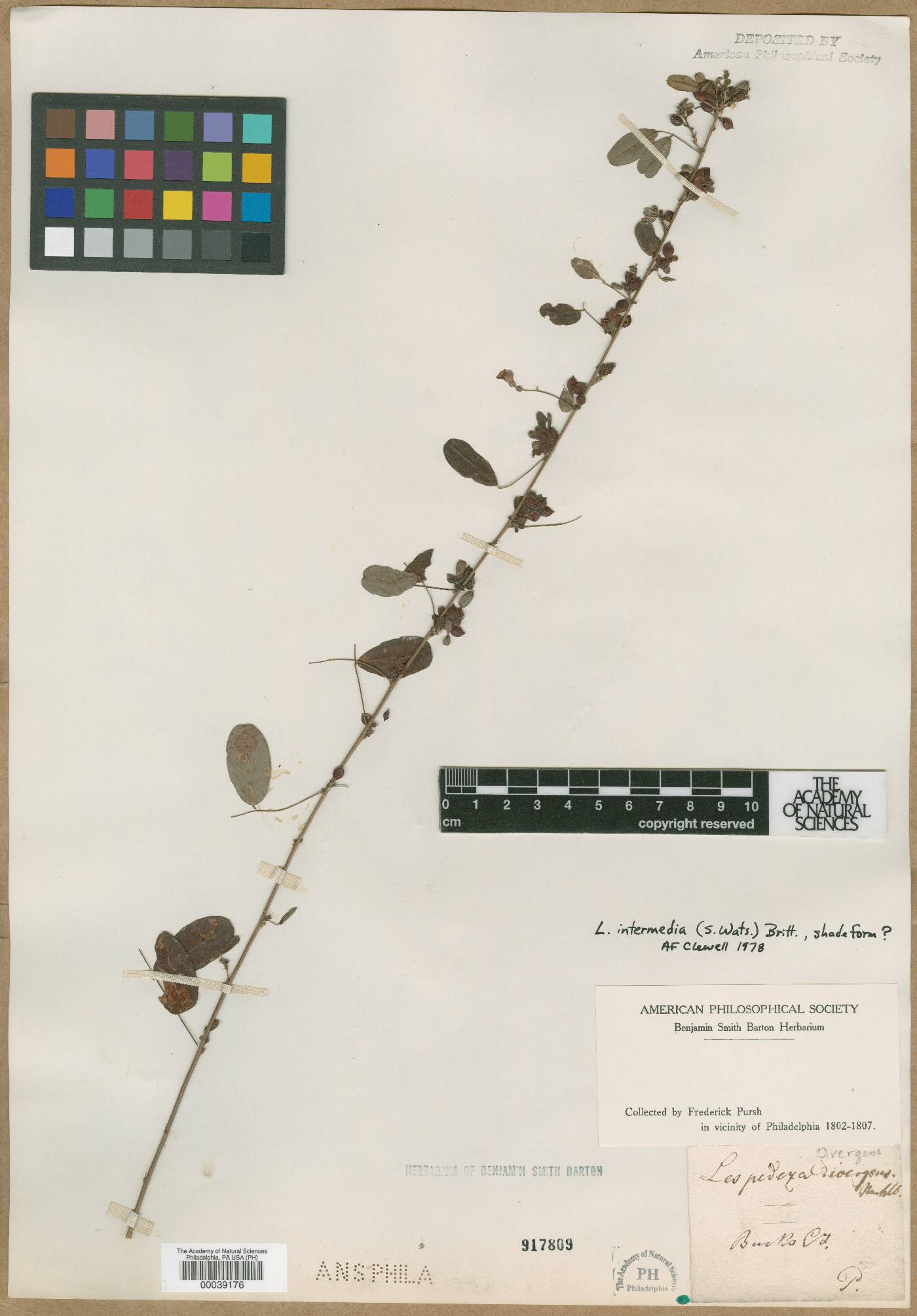 Lespedeza divergens image