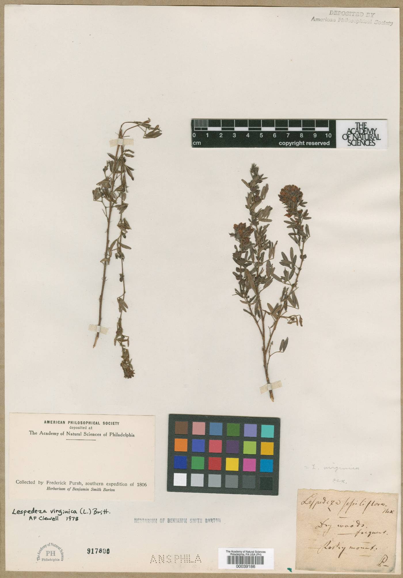 Lespedeza sessiliflora image