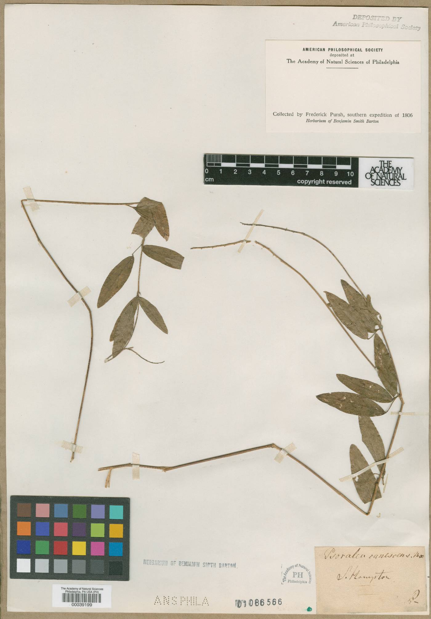 Psoralea canescens image