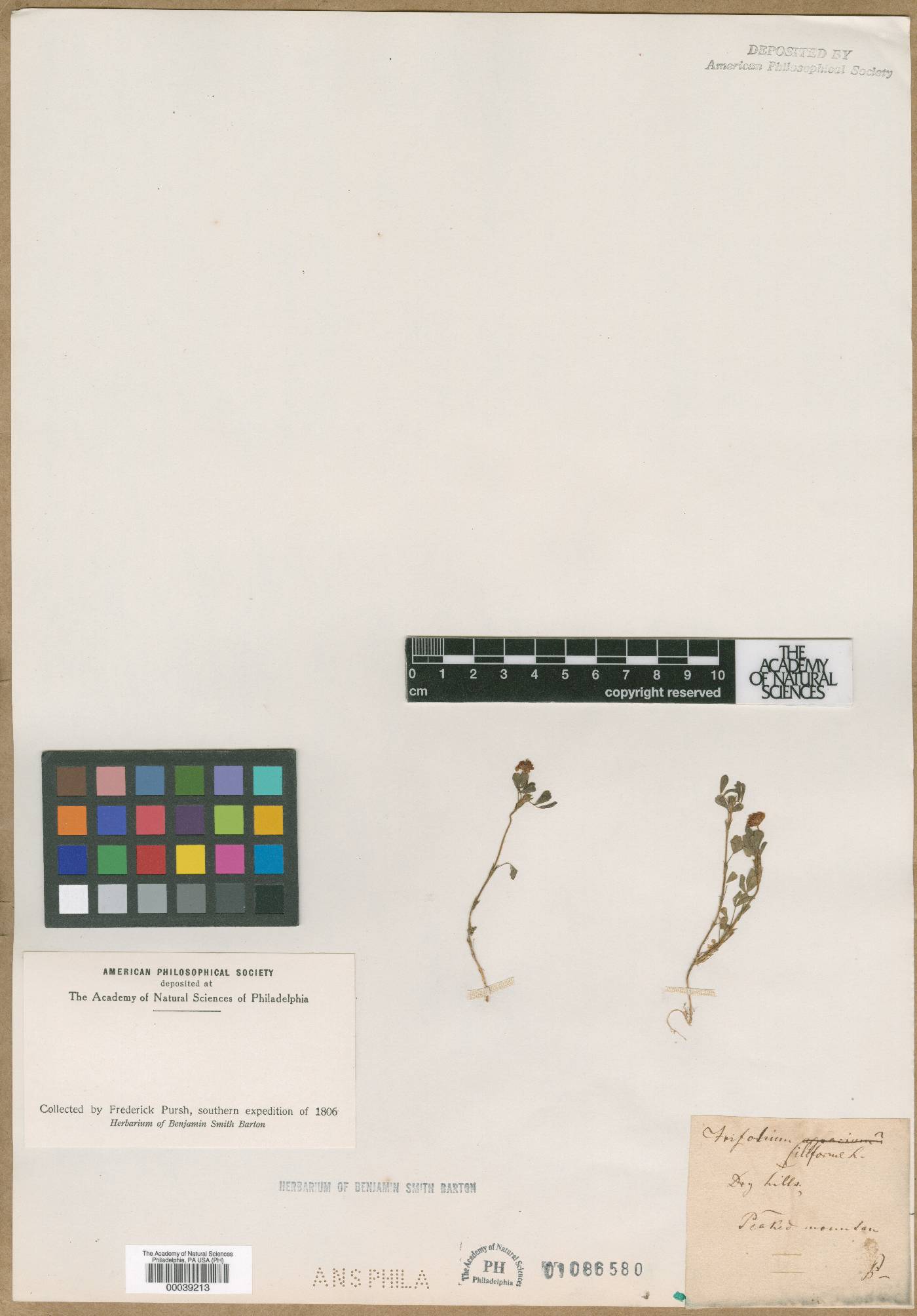 Trifolium filiforme image