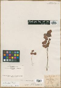 Oxalis grandis image