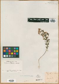 Polygala sanguinea image