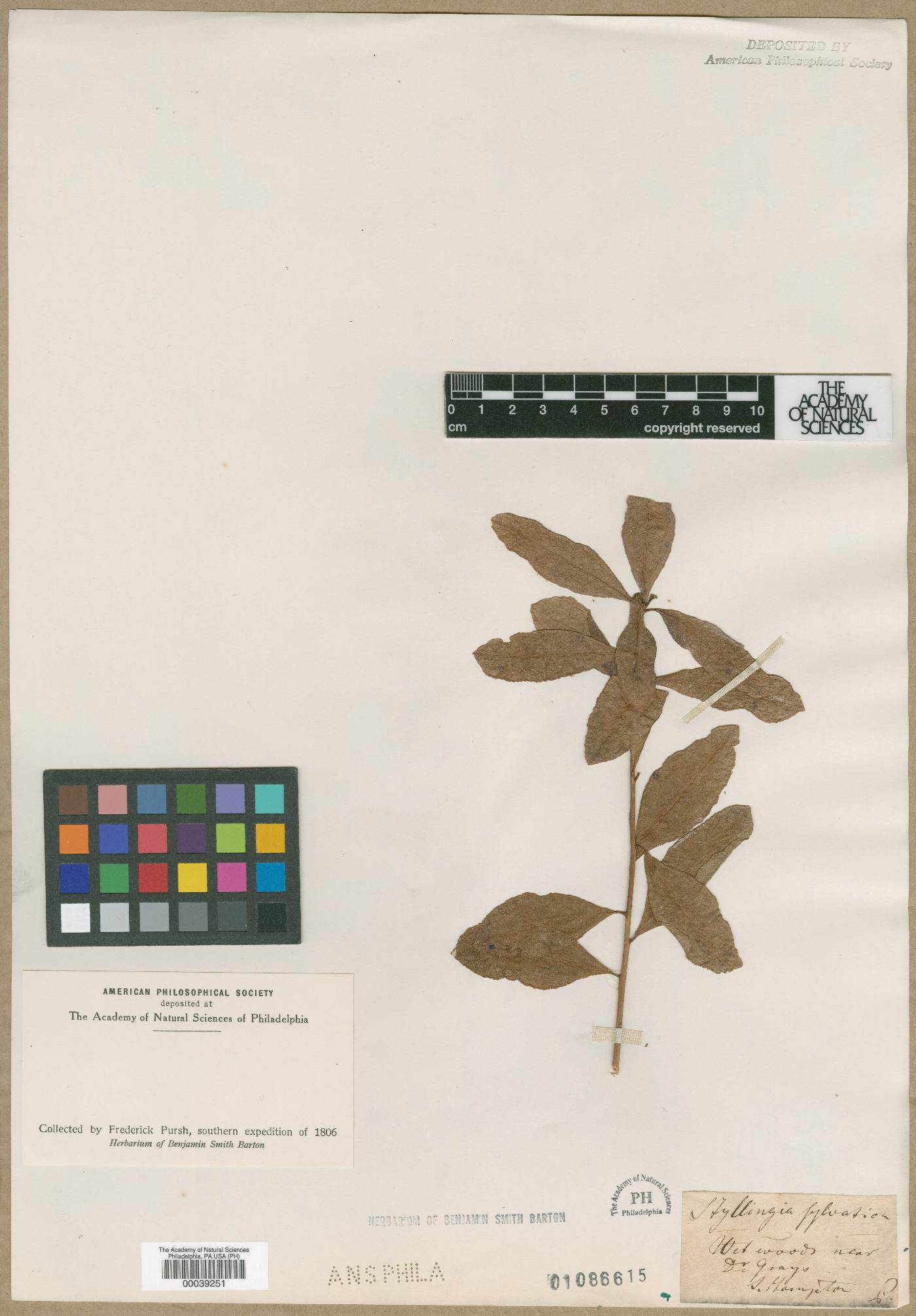 Stillingia sylvatica image