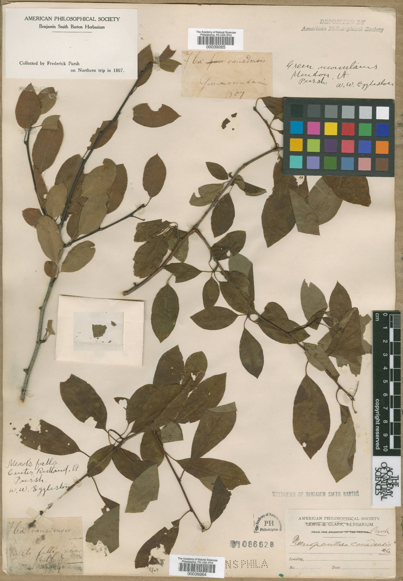 Nemopanthus canadensis image