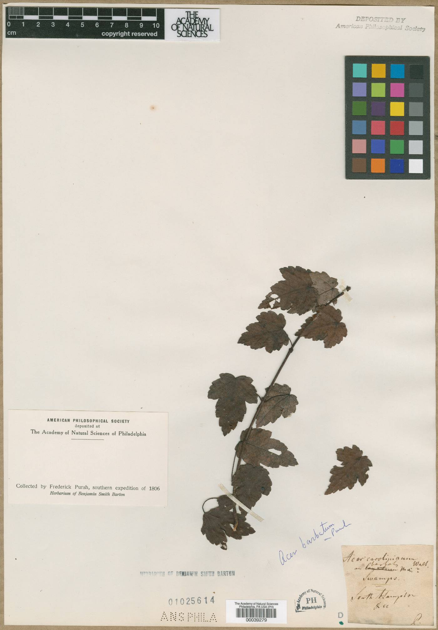 Acer carolinianum image