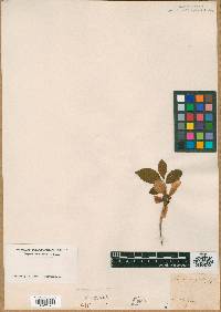 Stewartia pentagyna image