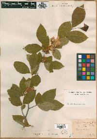 Stewartia malacodendron image