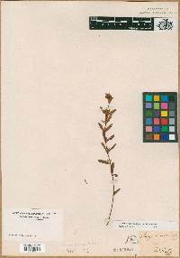 Hypericum hypericoides subsp. multicaule image