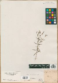 Hypericum canadense image