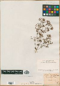 Hypericum parviflorum image