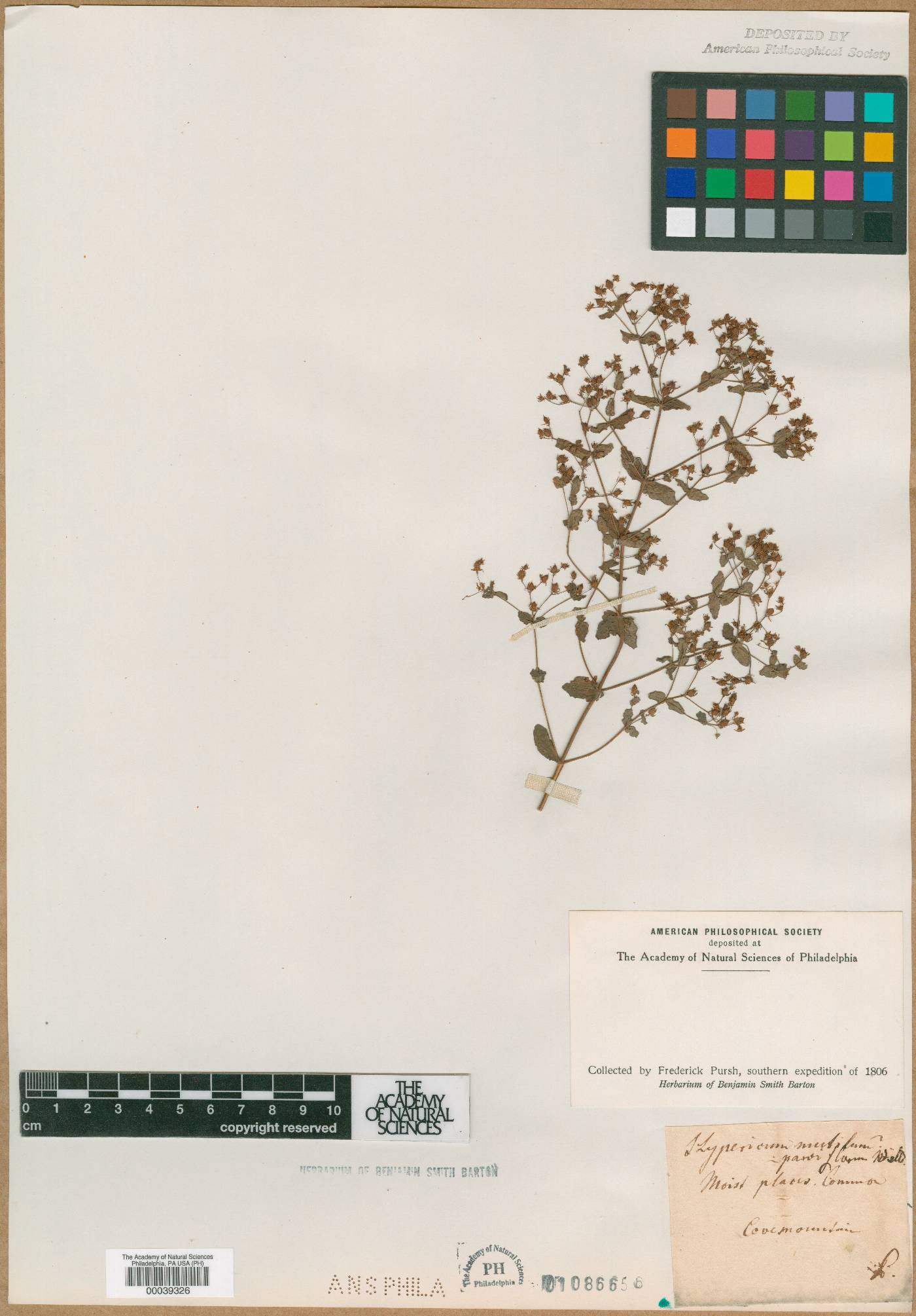 Hypericum parviflorum image