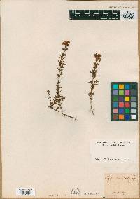 Image of Hypericum procumbens