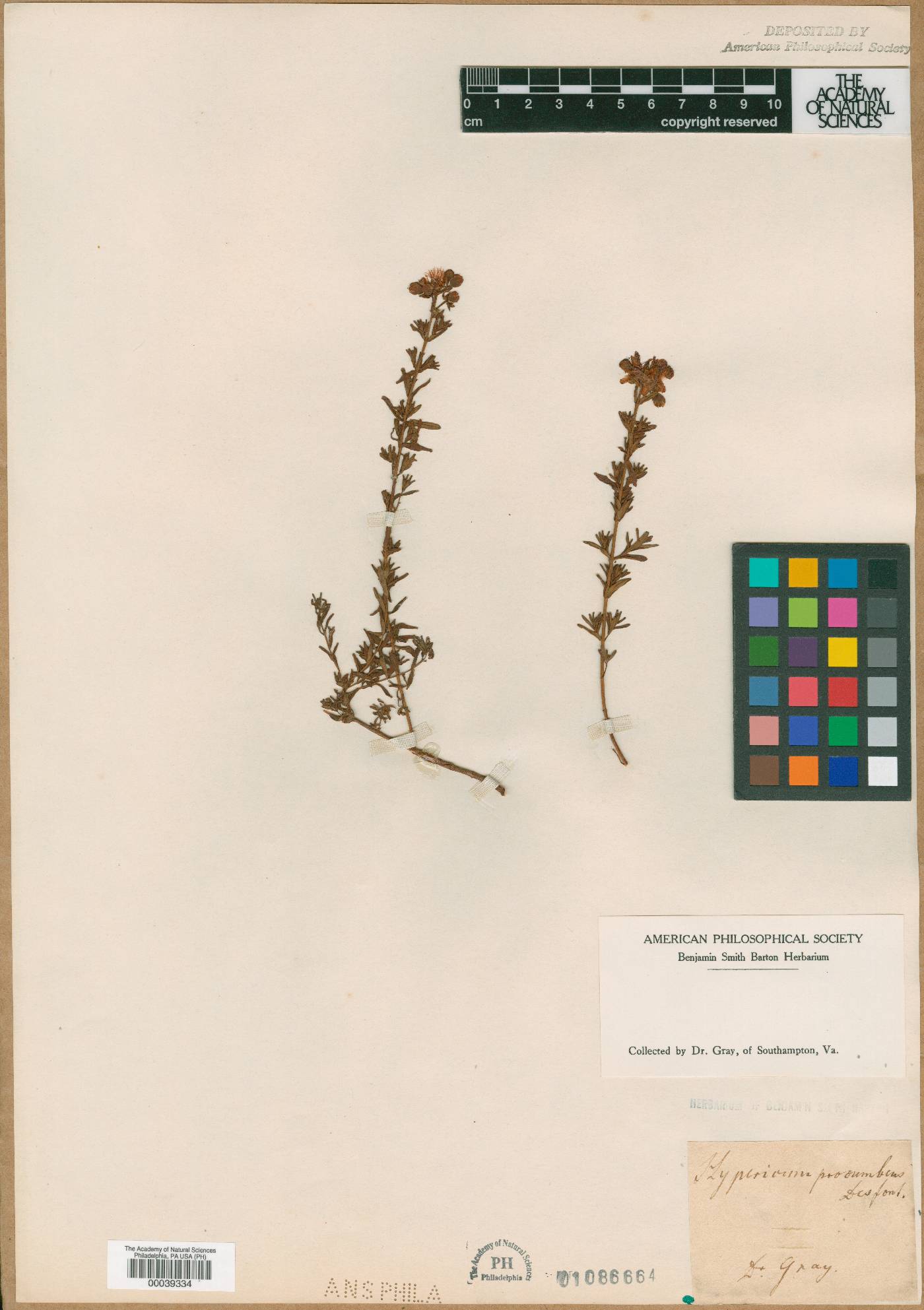 Hypericum procumbens image