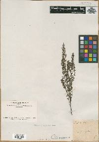 Lechea major image