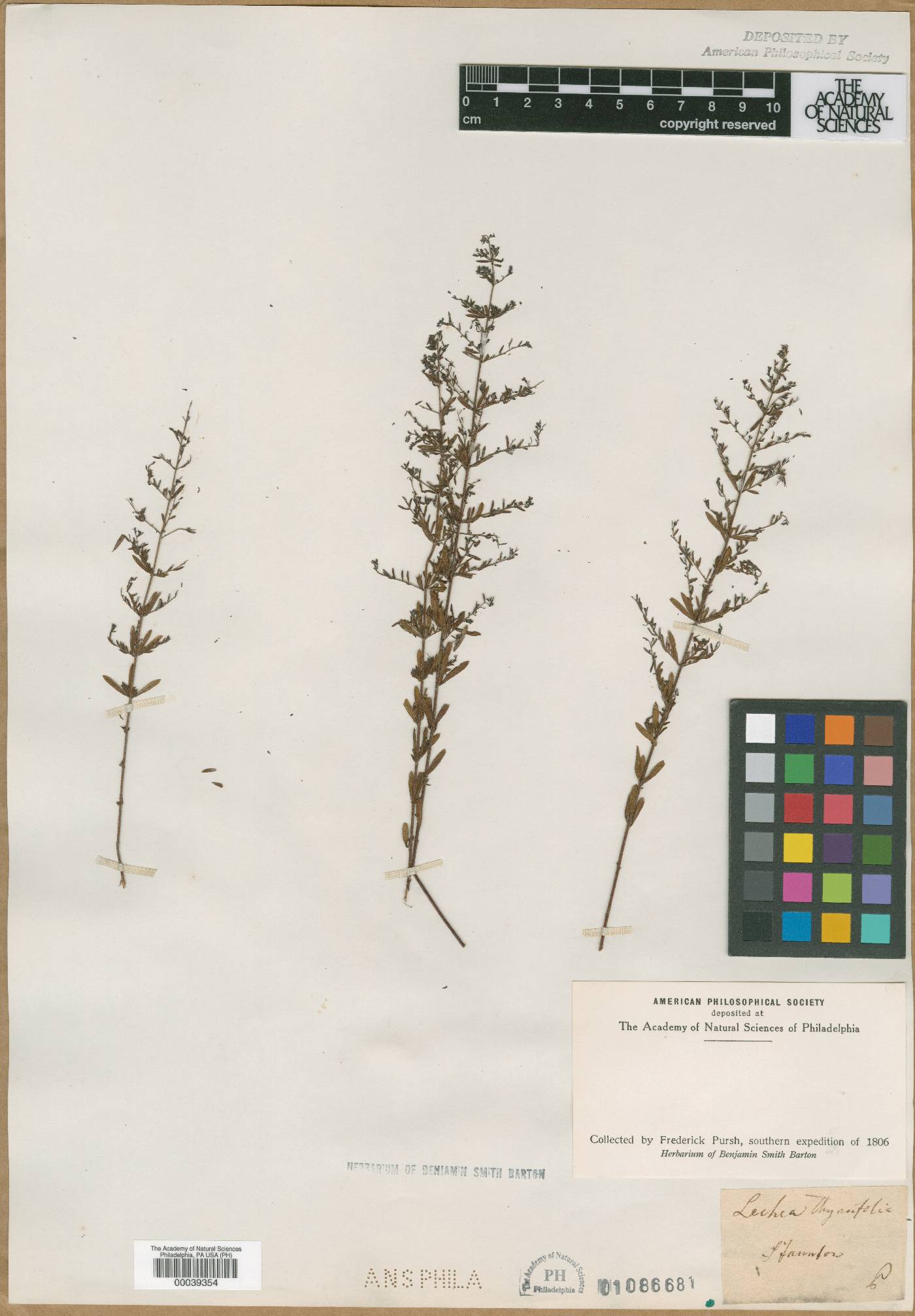 Lechea thymifolia image