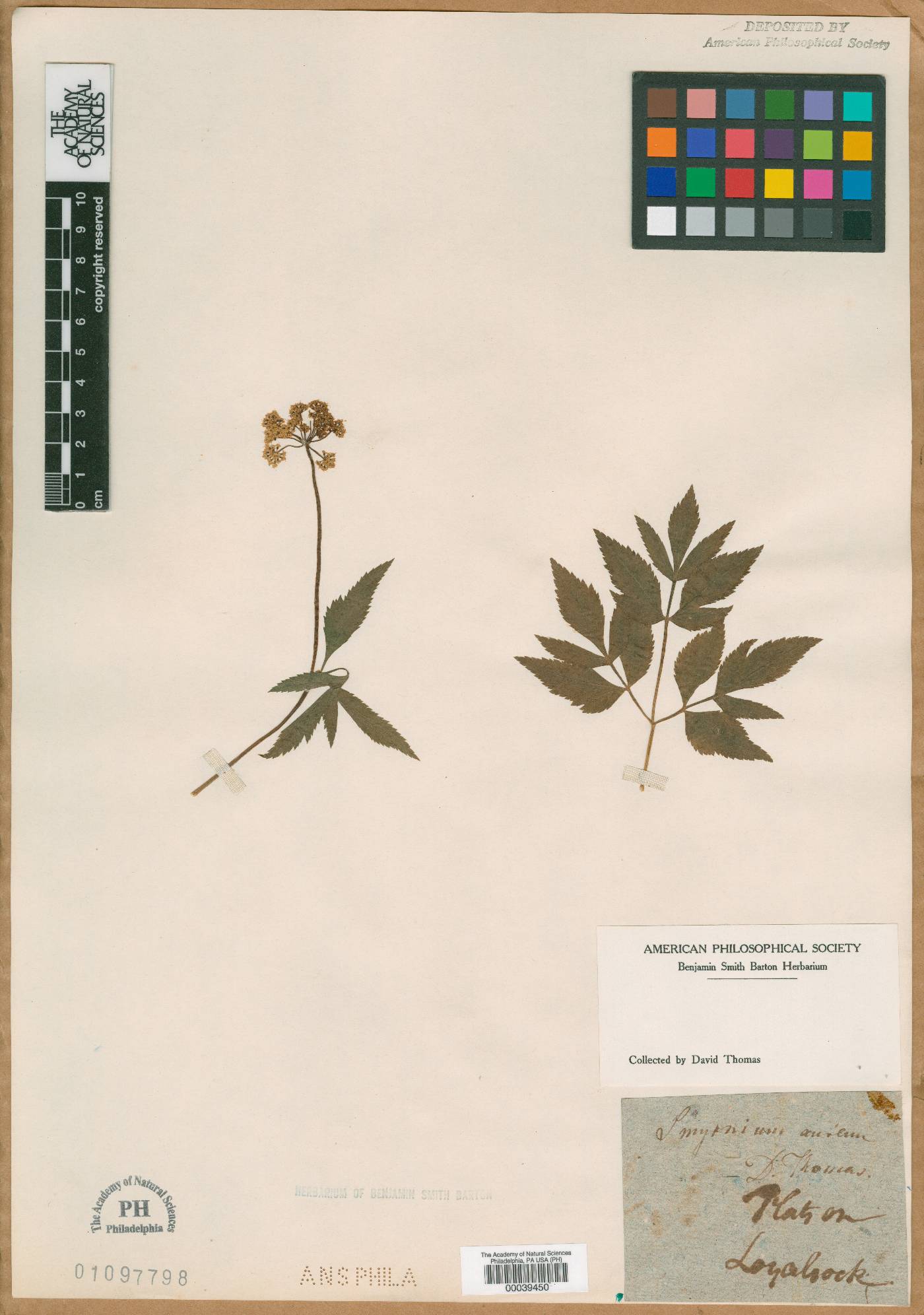 Smyrnium image