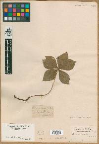 Cornus canadensis image