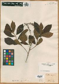 Clethra alnifolia image