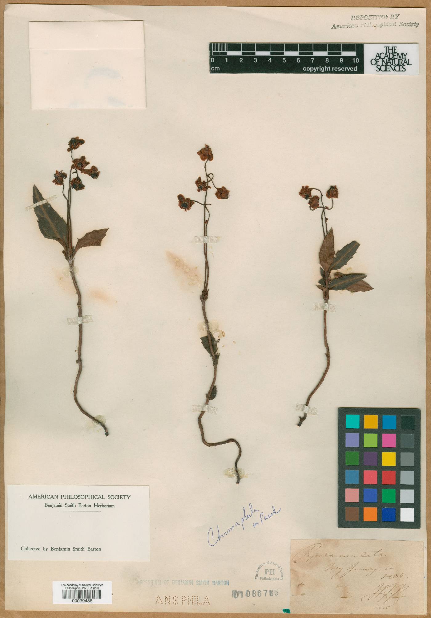 Pyrola maculata image