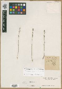 Bartonia tenella image