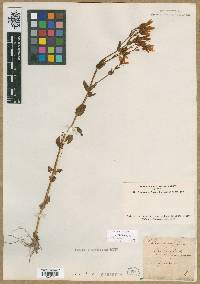 Chironia angularis image