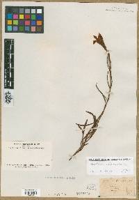 Gentiana linearis image