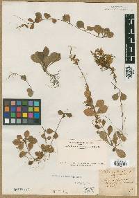 Phlox stolonifera image