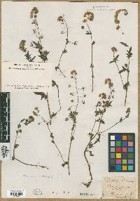 Phacelia fimbriata image