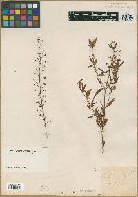 Lysimachia racemosa image