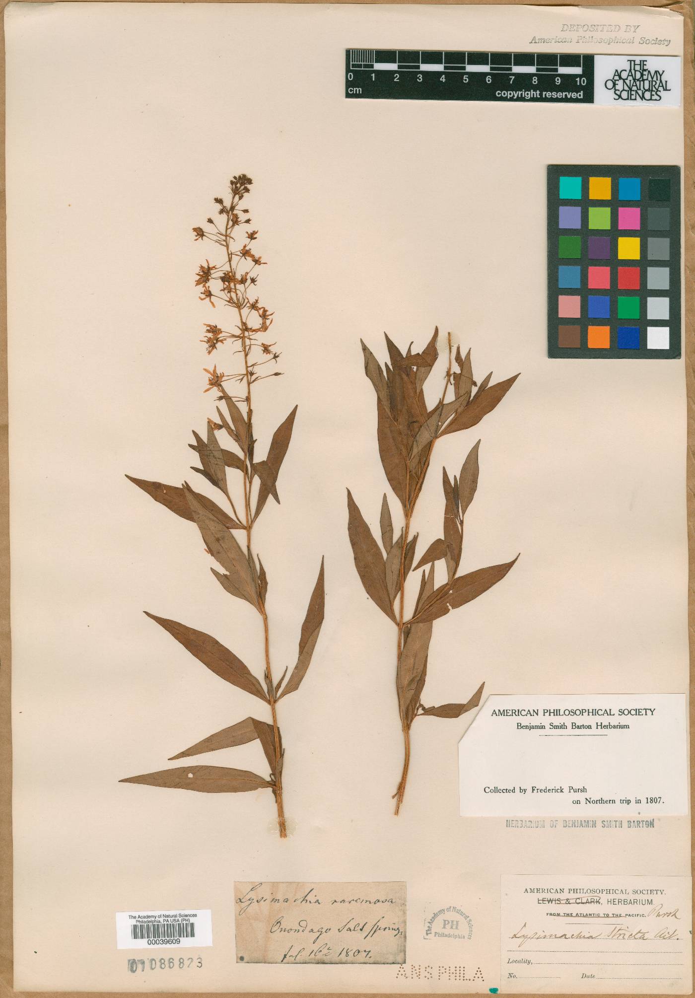 Lysimachia racemosa image