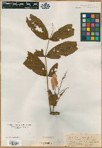 Image of Fraxinus acuminata