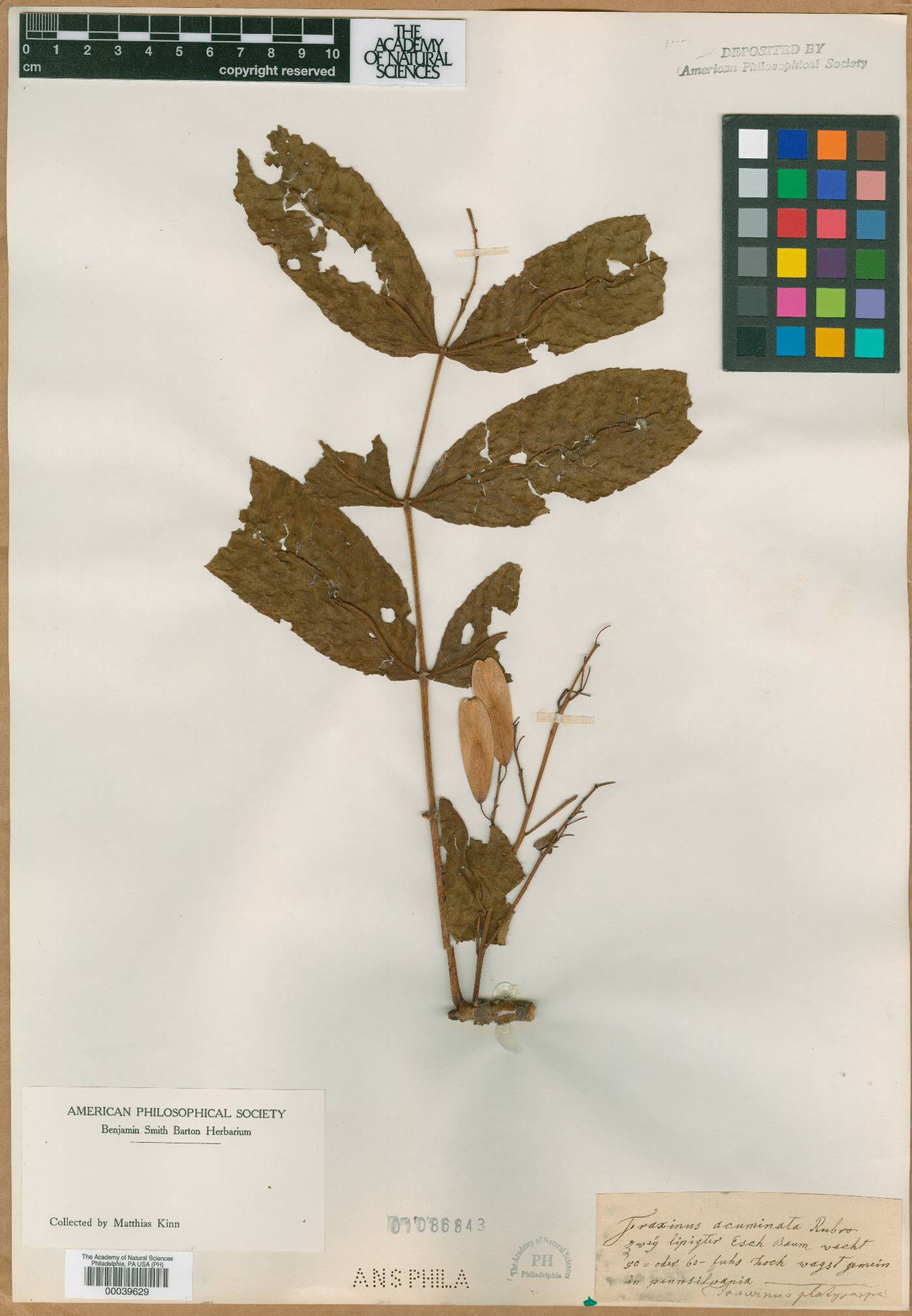 Fraxinus acuminata image