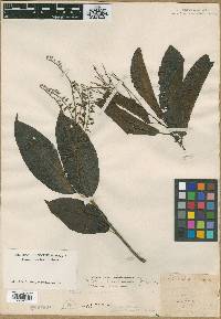 Oxydendrum arboreum image