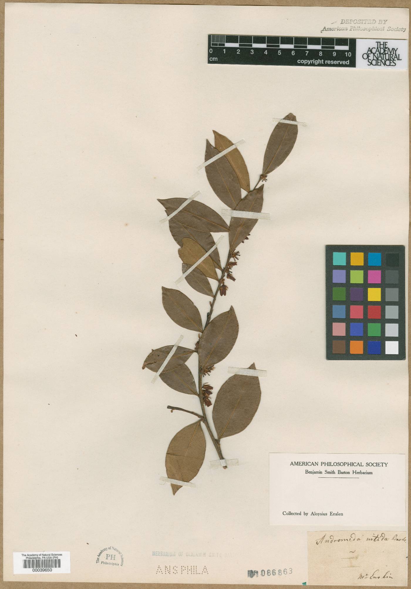 Andromeda nitida image